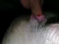 Animal XXX Porn